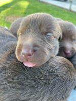 Puppies